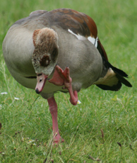 36-Nilgans-106.jpg